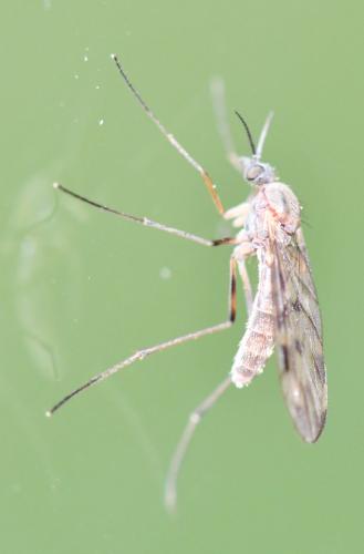 Sylvicola sp.